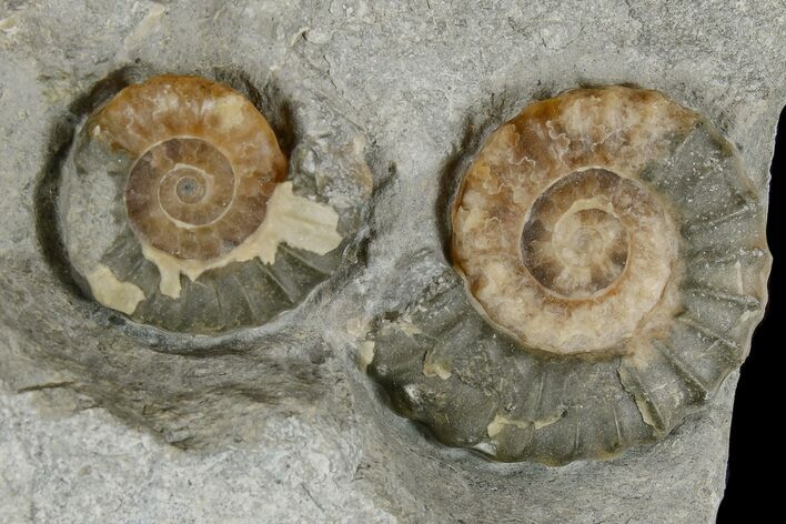 Two Fossil Ammonites (Promicroceras) - Lyme Regis #166645